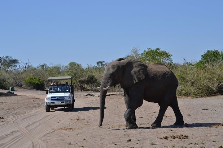 Chobe Day Trip: Game Drive & Boat Cruise on the Chobe River photo 2