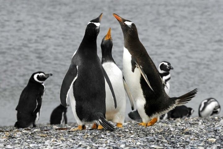 Alongside Penguins — Ushuaia's Martillo Island Walk and Beagle Channel Sail photo 4