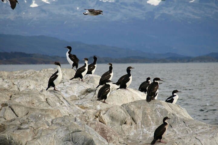 Alongside Penguins — Ushuaia's Martillo Island Walk and Beagle Channel Sail photo 5