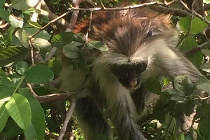 Jozani Forest Tour: See Zanzibar’s Red Colobus in the Coastal Rainforest