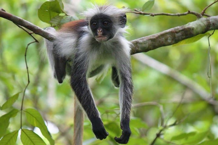 Jozani Forest Tour: See Zanzibar’s Red Colobus in the Coastal Rainforest photo 2