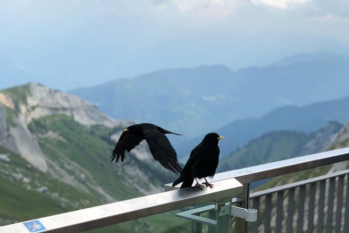 Mt Pilatus & Lake Lucerne: Private Day Tour with Dragon Cable Car photo 5
