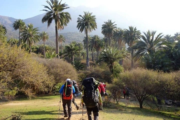 La Campana Full-Day Trek: Chile's Centennial Palms & Wildlife from Santiago photo 4