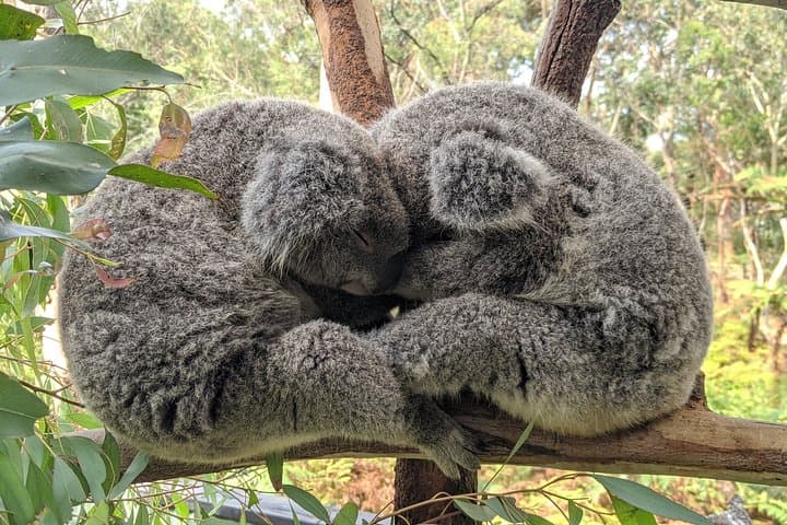 Koala and Kangaroo Day Trip: Waterfalls, Wildlife & Scenic Train from Sydney photo 4
