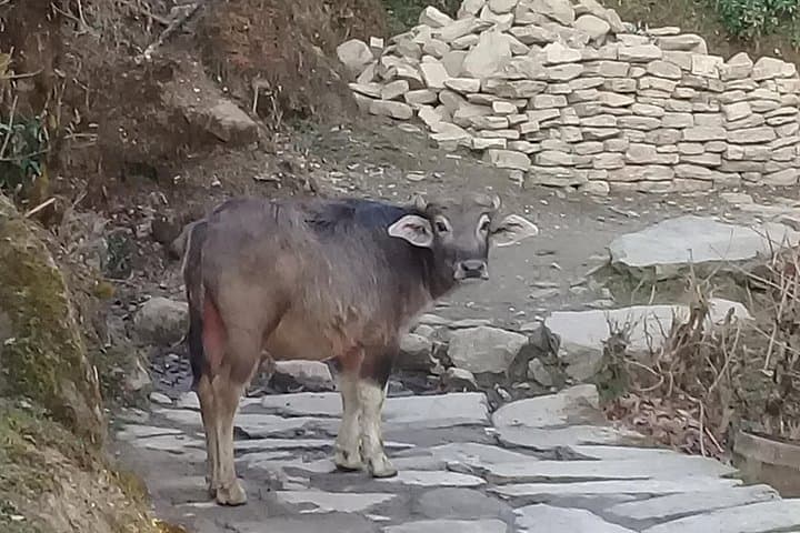 Poon Hill Trek: 5-Day Sunrise Trek from Kathmandu to Ghorepani photo 3