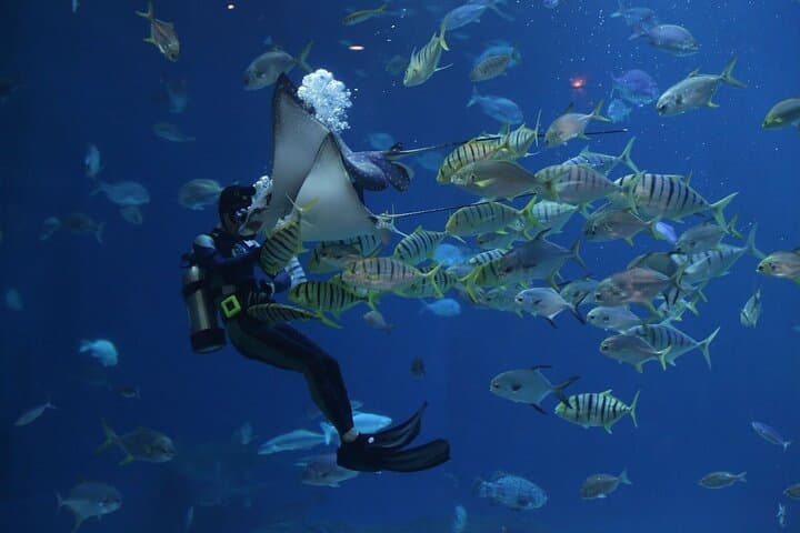 Istanbul Aquarium, Wednesday Bazaar & 212 Mall — Full-Day Private Tour