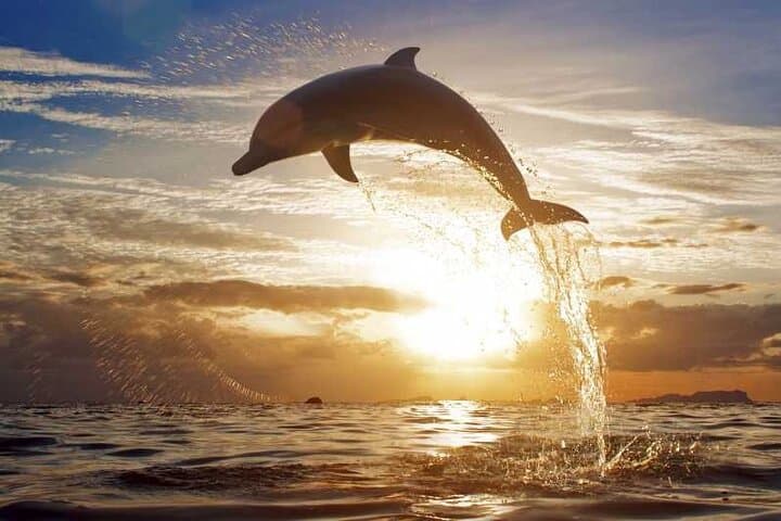 North Bali Sunrise Dolphin Tour, Wanagiri Photo Spots & Banyumala Waterfalls
