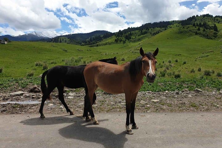Three-Day Almaty Region Loop: Altyn Emel, Charyn Canyon, Kolsai & Kaindy Lakes photo 3