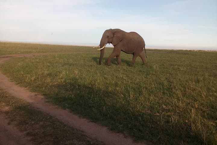 5-Day Maasai Mara Safari — Big Five, River Crossings & Camp Stays photo 2