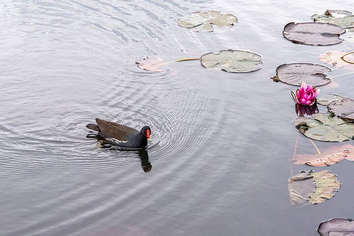 Tivoli Park Walking Tour: Chestnuts, Sculptures & Ljubljana Stories photo 4
