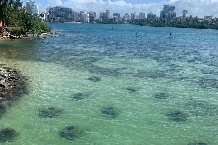 Snorkel with Manatees: Guided Condado Lagoon Tour in San Juan photo 5
