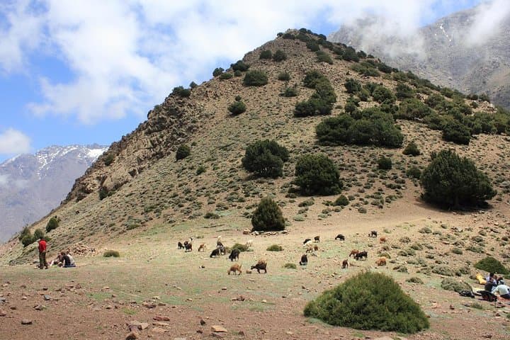 Day Trek from Marrakech to the High Atlas: Berber Villages, Juniper Forests, and Imlil Valley photo 5