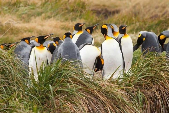 King Penguin Park From Punta Arenas: Day Trip to Tierra del Fuego Wildlife Tour