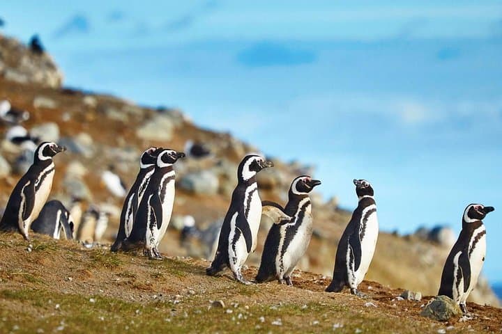 Magdalena Island Penguin Tour from Punta Arenas — Strait of Magellan Wildlife Cruise