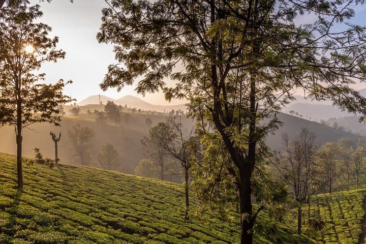 Day Trip to Coonoor: Tea Estates, Waterfalls & Dolphin's Nose from Ooty photo 6