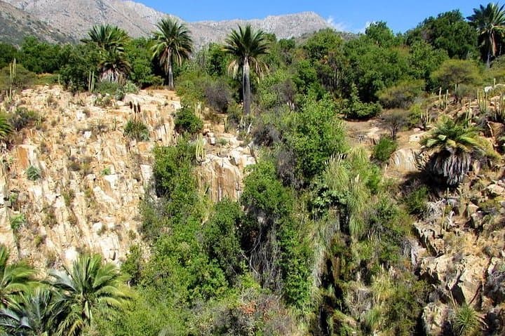 La Campana Full-Day Trek: Chile's Centennial Palms & Wildlife from Santiago photo 2