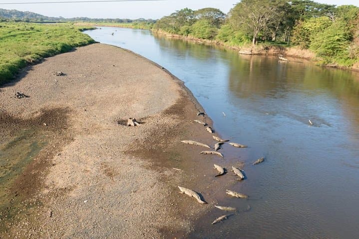 Tarcoles Crocodile Safari & Carara National Park Day Trip from Puntarenas