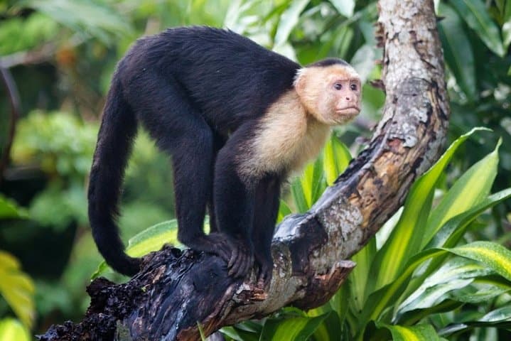 Tarcoles Crocodile Safari & Carara National Park Day Trip from Puntarenas photo 2