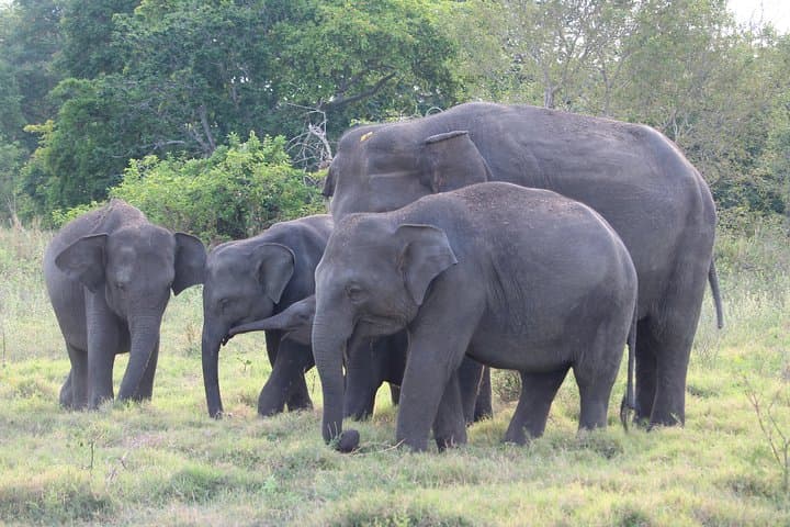 Sigiriya Rock and Wild Elephant Safari — Day Trip from Habarana photo 2