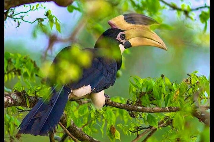 Bundala National Park Safari: Birding the Ramsar Wetlands from Beruwala