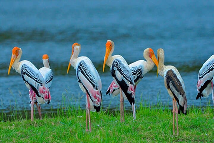 Bundala National Park Safari: Birding the Ramsar Wetlands from Beruwala photo 3
