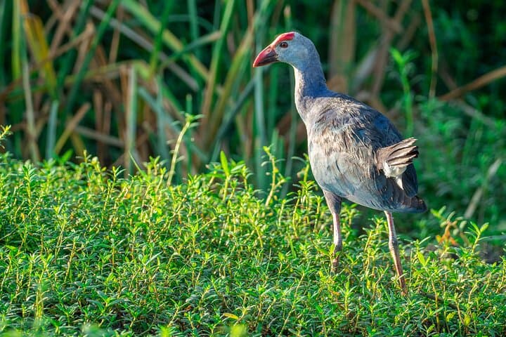 Bundala National Park Safari: Birding the Ramsar Wetlands from Beruwala photo 5