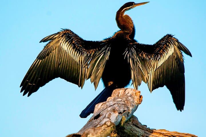 Bundala National Park Safari: Birding the Ramsar Wetlands from Beruwala photo 4