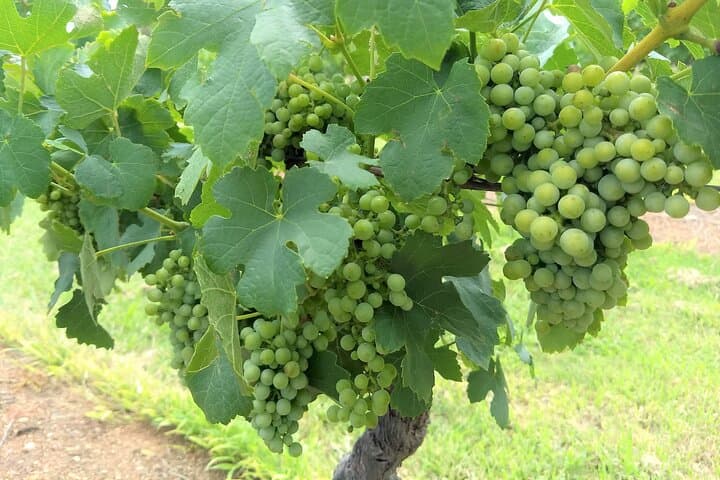 Hunter Valley Wine & Cheese Tour — Tastings in Pokolbin, Lovedale, Broke & Wollombi photo 4
