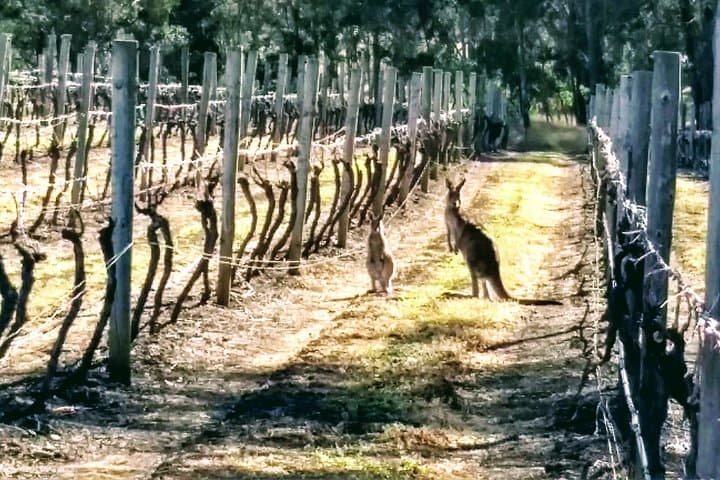 Hunter Valley Wine & Cheese Tour — Tastings in Pokolbin, Lovedale, Broke & Wollombi photo 2