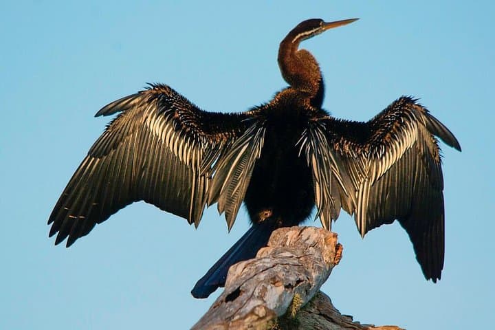 Birdwatching Bundala National Park: Tissamaharama Safari for Migratory Waterbirds photo 2