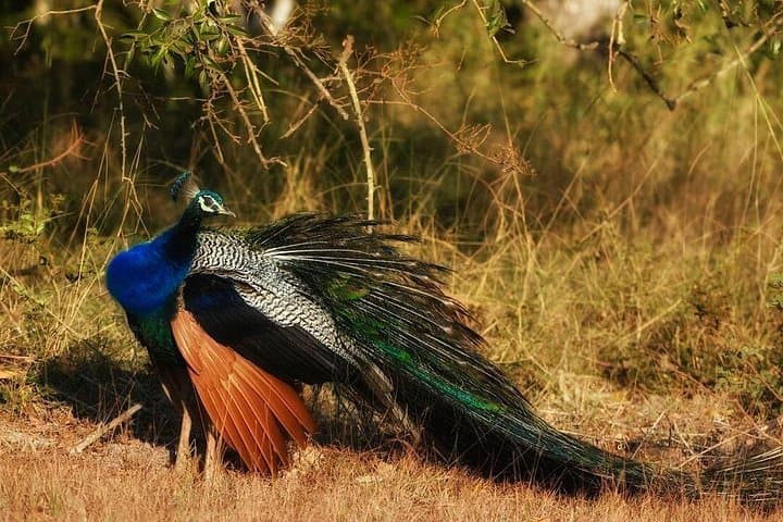 Birdwatching Bundala National Park: Tissamaharama Safari for Migratory Waterbirds photo 3