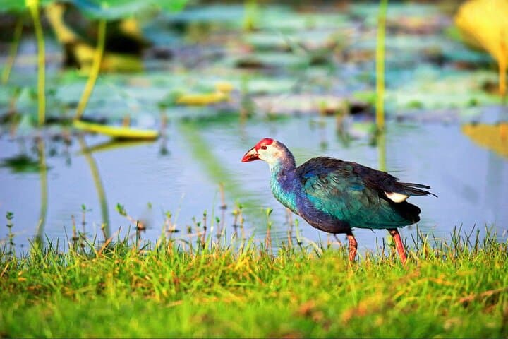 Kumana Birdwatching Safari: Coastal Wetlands & Migratory Flocks in Sri Lanka photo 6