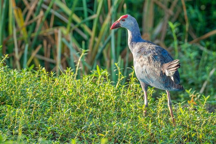 Birdwatching Bundala National Park: Tissamaharama Safari for Migratory Waterbirds photo 1