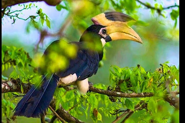 Coastal Birding and Jeep Safari: Bundala National Park from Dikwella photo 1