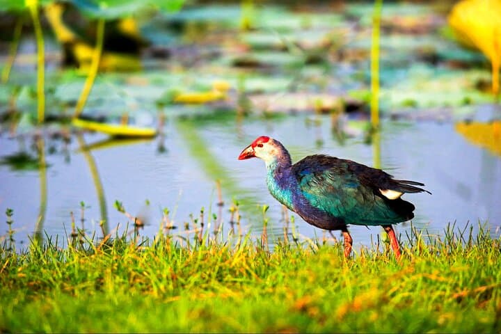 Coastal Birding and Jeep Safari: Bundala National Park from Dikwella photo 2