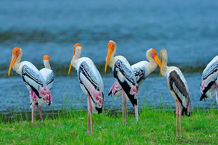 Coastal Birding and Jeep Safari: Bundala National Park from Dikwella photo 4