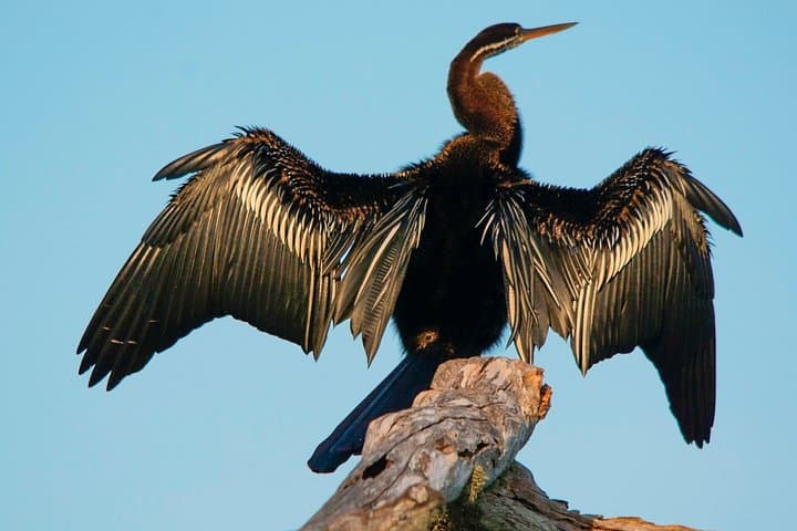 Kumana Birdwatching Safari: Coastal Wetlands & Migratory Flocks in Sri Lanka photo 2
