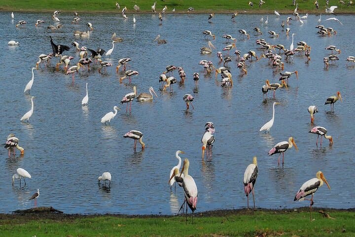 Kumana Birdwatching Safari: Coastal Wetlands & Migratory Flocks in Sri Lanka photo 3