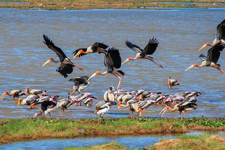Kumana Birdwatching Safari: Coastal Wetlands & Migratory Flocks in Sri Lanka photo 4