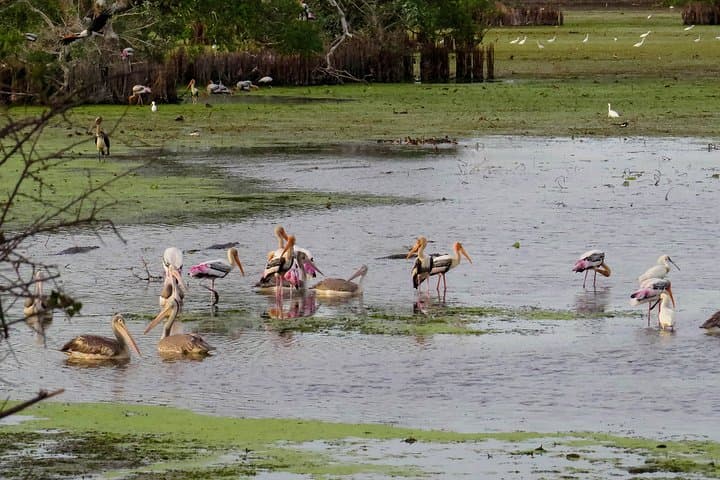 Kumana Birdwatching Safari: Coastal Wetlands & Migratory Flocks in Sri Lanka photo 5