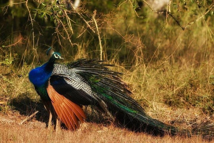Bundala National Park Safari from Koggala — Day Trip to Sri Lanka's Ramsar Wetland