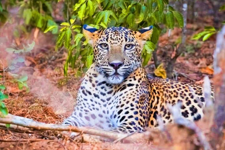 Yala National Park Safari from Ahungalla — Leopard Sightings, Elephants & Coastal Pickup photo 1