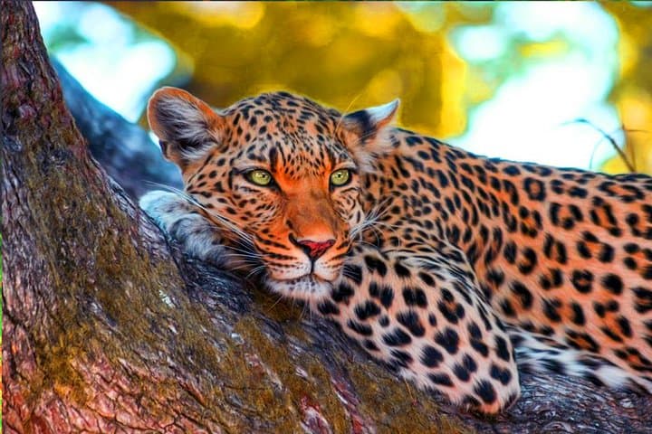 Yala National Park Safari from Ahungalla — Leopard Sightings, Elephants & Coastal Pickup photo 3