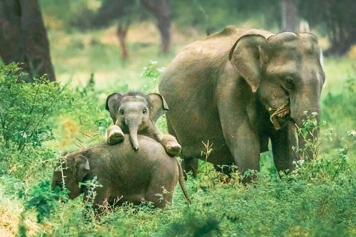 Yala National Park Safari from Ahungalla — Leopard Sightings, Elephants & Coastal Pickup photo 2