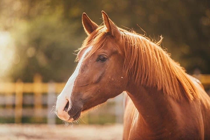 Horseback Riding on Luxor's West Bank: Scenic 1-Hour Farm & Field Ride photo 3