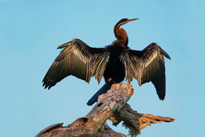 Bundala National Park Safari from Balapitiya — Birdwatching in Sri Lanka's Ramsar Wetland