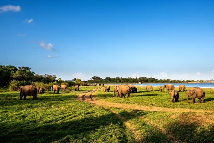 Polonnaruwa Ancient Kingdom and Minneriya Wild Elephant Safari — Day Tour from Habarana photo 5
