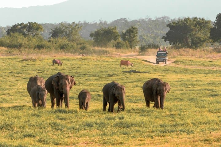 Polonnaruwa Ancient Kingdom and Minneriya Wild Elephant Safari — Day Tour from Habarana photo 6