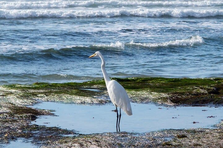 Exploring San Diego’s Coastal Gems: A Private Full Day Tour photo 4