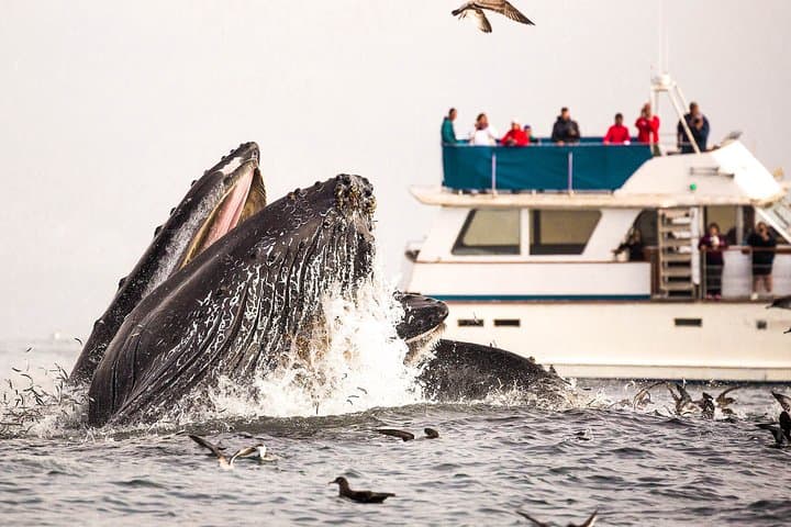 Mirissa Whale-Watching Yacht Tour — Half-Day Whale & Dolphin Expedition photo 4